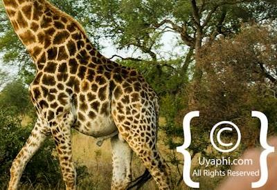 Photos of Kruger National Park Wildlife