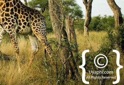 Photos of Kruger National Park Wildlife