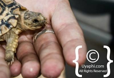 Photos of Kruger National Park Wildlife