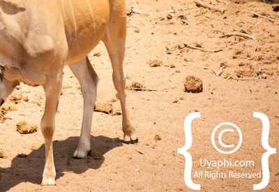 Kruger Park Wildlife Photo Gallery