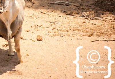 Kruger Park Wildlife Photo Gallery