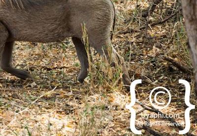 Kruger Park Wildlife Photo Gallery