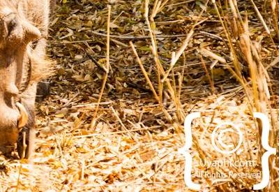 Kruger Park Wildlife Photo Gallery