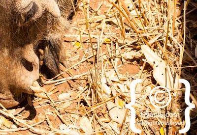 Kruger Park Wildlife Photo Gallery