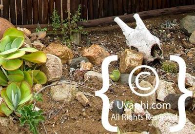 Africa On Foot Photo Gallery