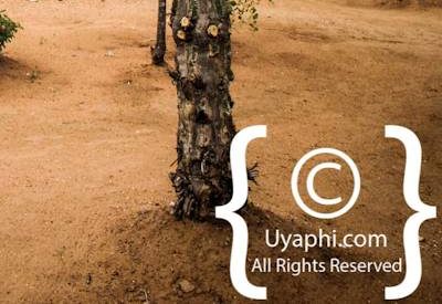 Photo Gallery of Africa On Foot