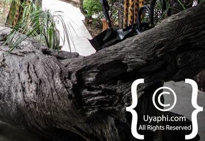 Ezulwini Billy’s Lodge Photo Gallery