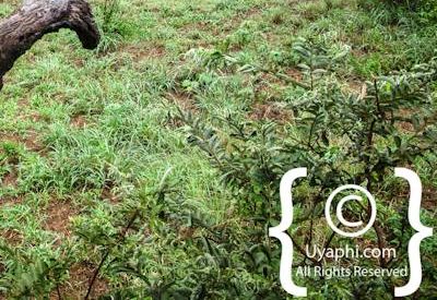 Photo Gallery of Ezulwini River Lodge