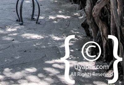 Lion Sands Ivory Lodge Photo Gallery