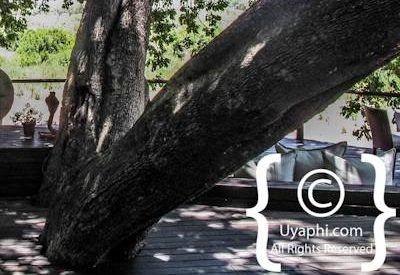 Lion Sands Ivory Lodge Photo Gallery