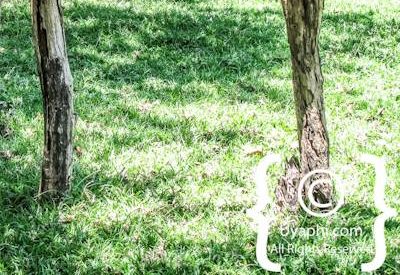 Lion Sands River Lodge Photo Gallery