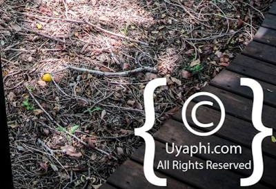 Lion Sands River Lodge Photo Gallery