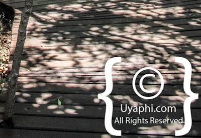 Photo Gallery of Lion Sands River Lodge