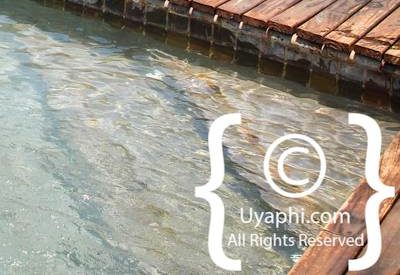 Photo Gallery of Lion Sands River Lodge