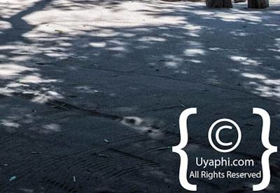 Photo Gallery of Lion Sands River Lodge