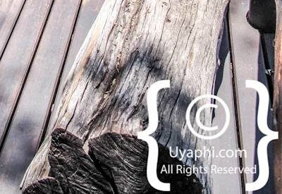 Photo Gallery of Lion Sands River Lodge