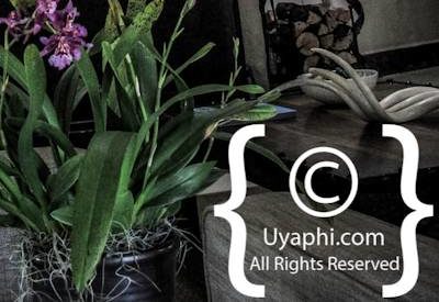 Lion Sands River Lodge Photo Gallery