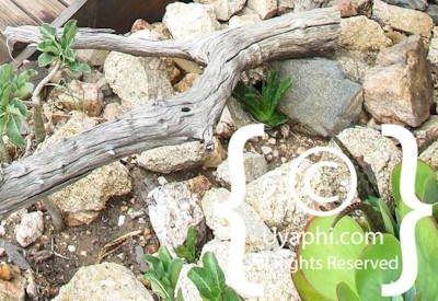 nThambo Tree Camp Photo Gallery