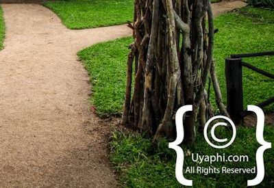 Umkumbe Safari Lodge Photo Gallery