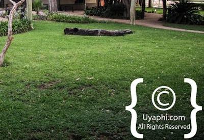 Photo Gallery of Umkumbe Safari Lodge