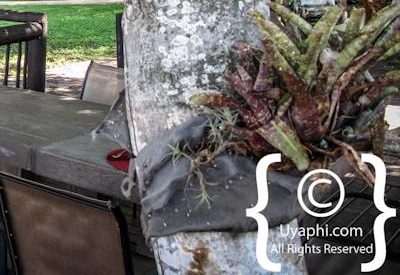 Umkumbe Safari Lodge Photo Gallery