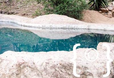 Umlani Bush Camp Photo Gallery