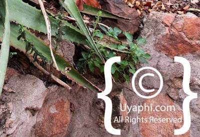 Umlani Bush Camp Photo Gallery