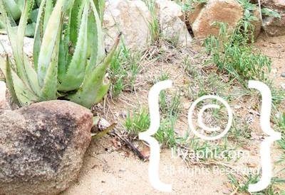 Umlani Bush Camp Photo Gallery