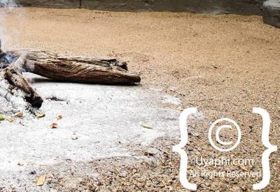 Photo Gallery of Umlani Bush Camp