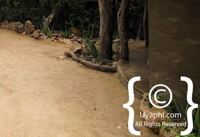 Photo Gallery of Umlani Bush Camp