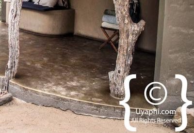 Photo Gallery of Umlani Bush Camp