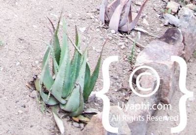 Umlani Bush Camp Photo Gallery