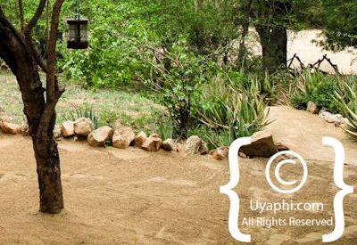 Umlani Bush Camp Photo Gallery