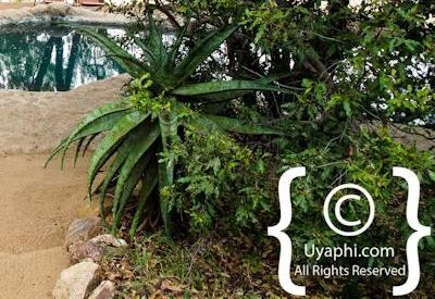 Umlani Bush Camp Photo Gallery