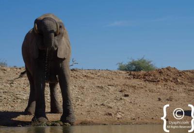 Buffalo at waterhole water level Jaci's Terrapin Hide Madikwe Game Reserve South Africa