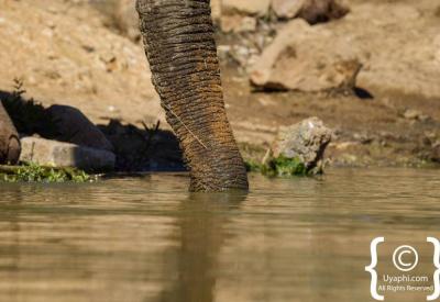 Warthog drinking at waterhole Jaci's Terrapin Hide water level Madikwe South Africa