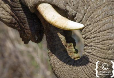 Wildlife reflection in waterhole Jaci's Terrapin Hide Madikwe Game Reserve South Africa