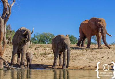 Wildlife reflection in waterhole Jaci's Terrapin Hide Madikwe Game Reserve South Africa