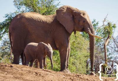 Elephant herd at waterhole Jaci's Terrapin Hide Madikwe Game Reserve South Africa