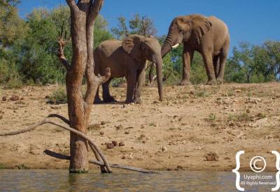 Elephant herd at waterhole Jaci's Terrapin Hide Madikwe Game Reserve South Africa