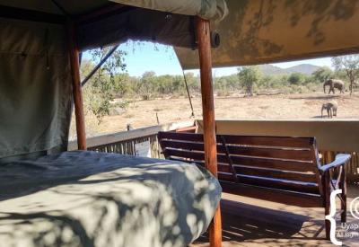 Multiple species at waterhole Jaci's Terrapin Hide Madikwe Game Reserve South Africa