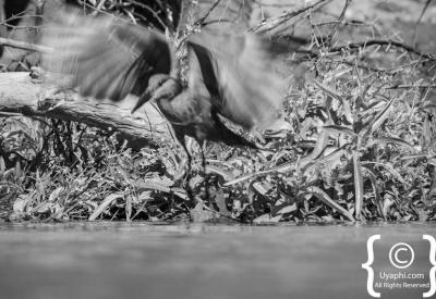 Zebra at waterhole water level Jaci's Terrapin Hide Madikwe Game Reserve South Africa