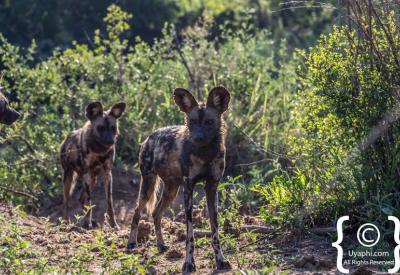 African wild dog pack resting northern Madikwe Game Reserve South Africa safari
