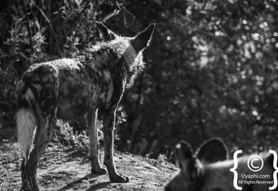 African wild dogs alert watching Madikwe Game Reserve South Africa rare sighting