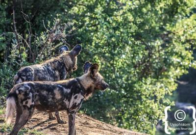 African wild dogs alert watching Madikwe Game Reserve South Africa rare sighting