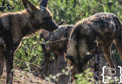 African wild dogs alert watching Madikwe Game Reserve South Africa rare sighting
