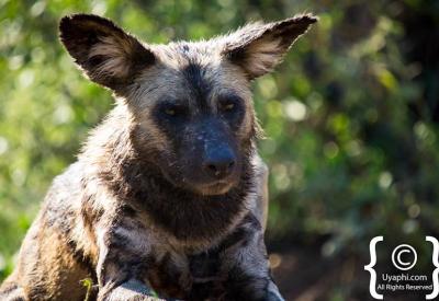 African wild dog pup with pack Madikwe Game Reserve South Africa endangered species