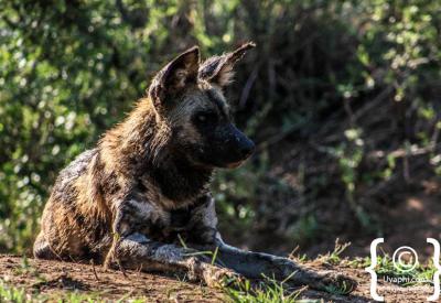 African wild dog pup with pack Madikwe Game Reserve South Africa endangered species