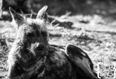 African wild dogs social interaction Madikwe Game Reserve North West South Africa