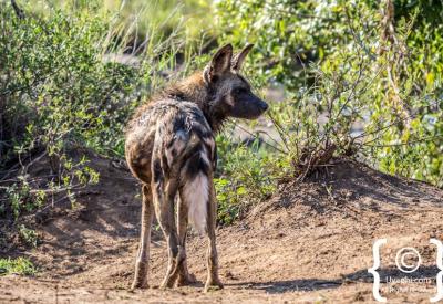 African wild dogs social interaction Madikwe Game Reserve North West South Africa